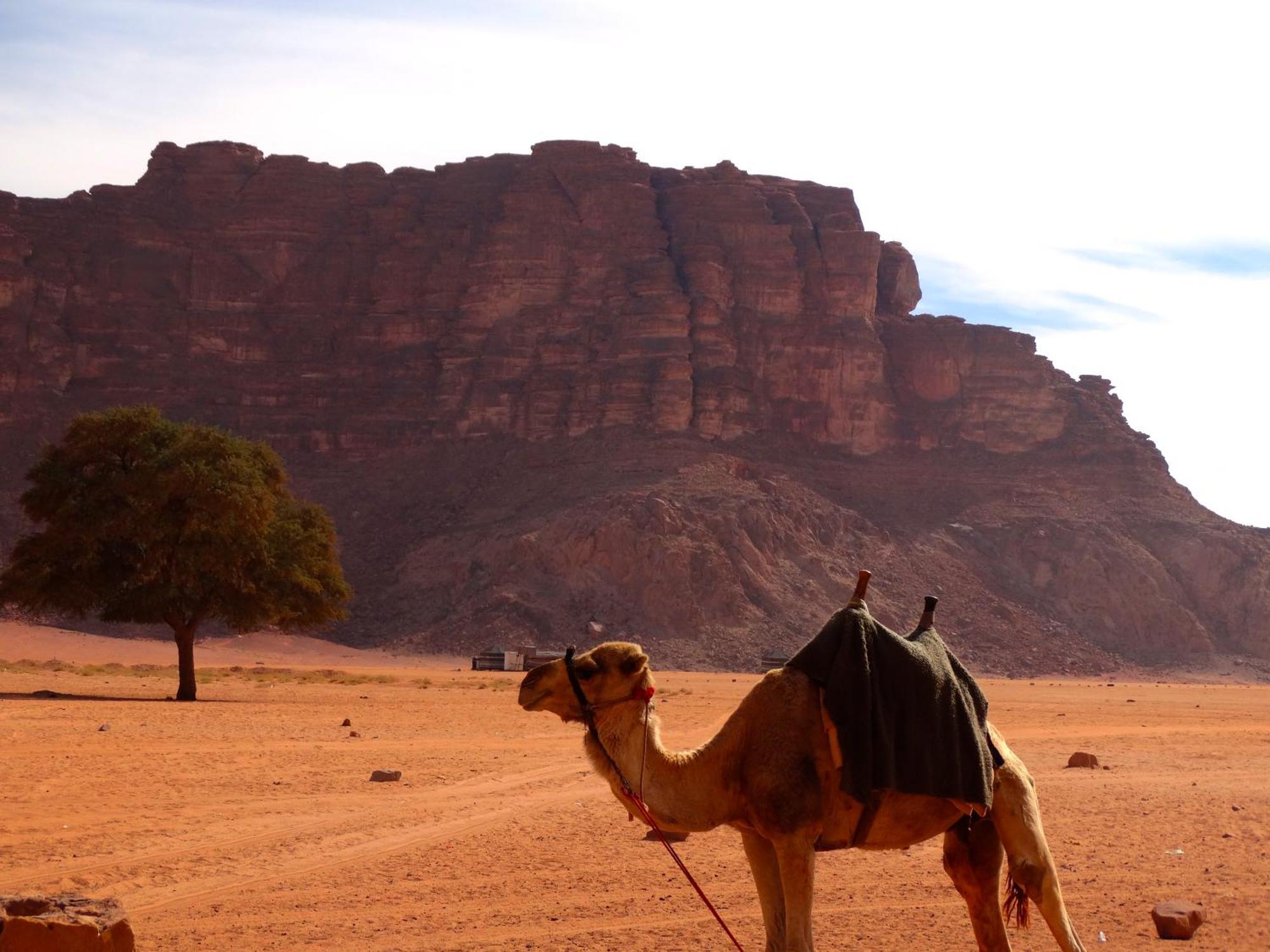 Wadi Rum View Camp Buitenkant foto
